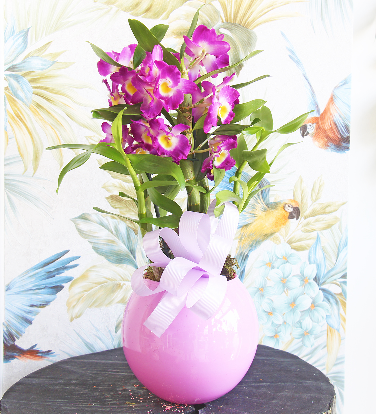 Pembe seri Dendrobium Deluxe Orkide
