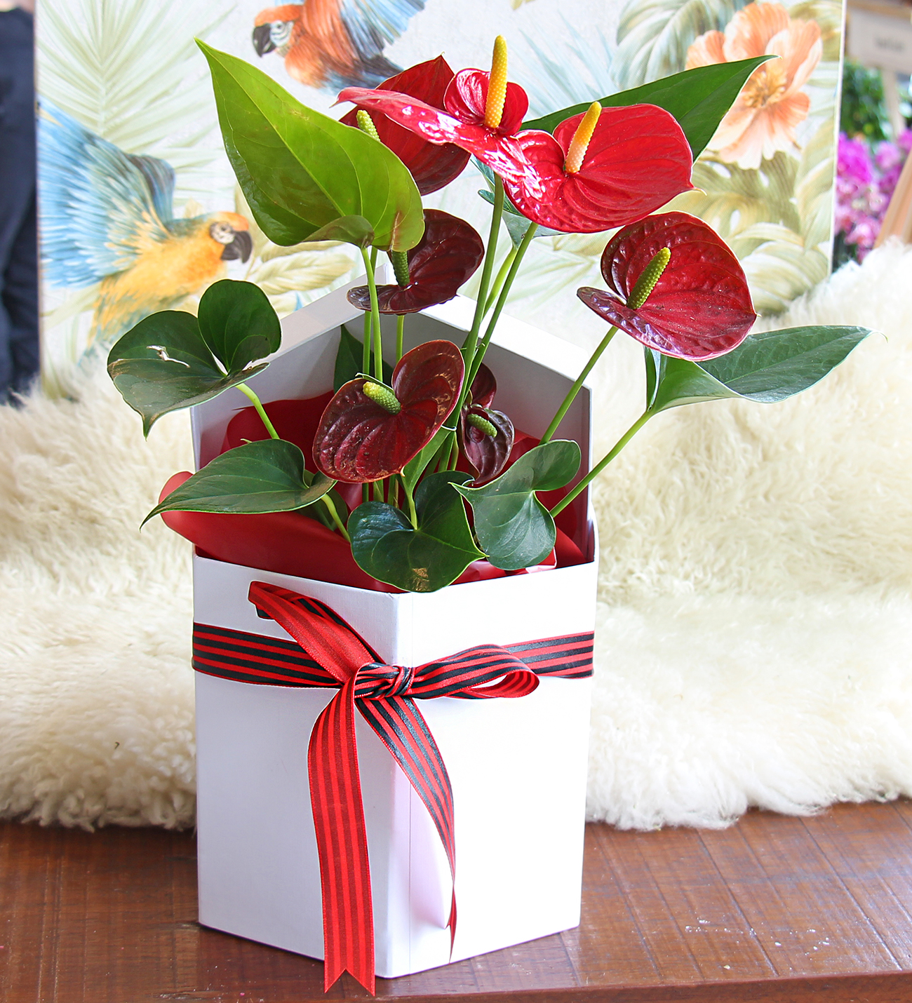 Matila beyaz kutu deluxe kırmızı antoryum bitkisi