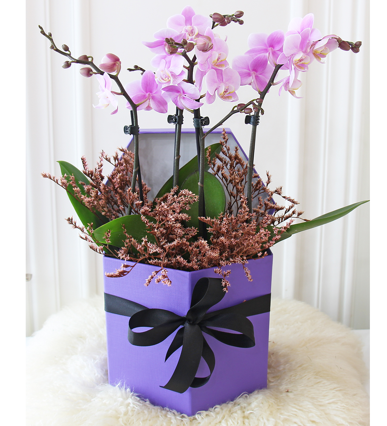 Mor kutu seri mor midi orkide