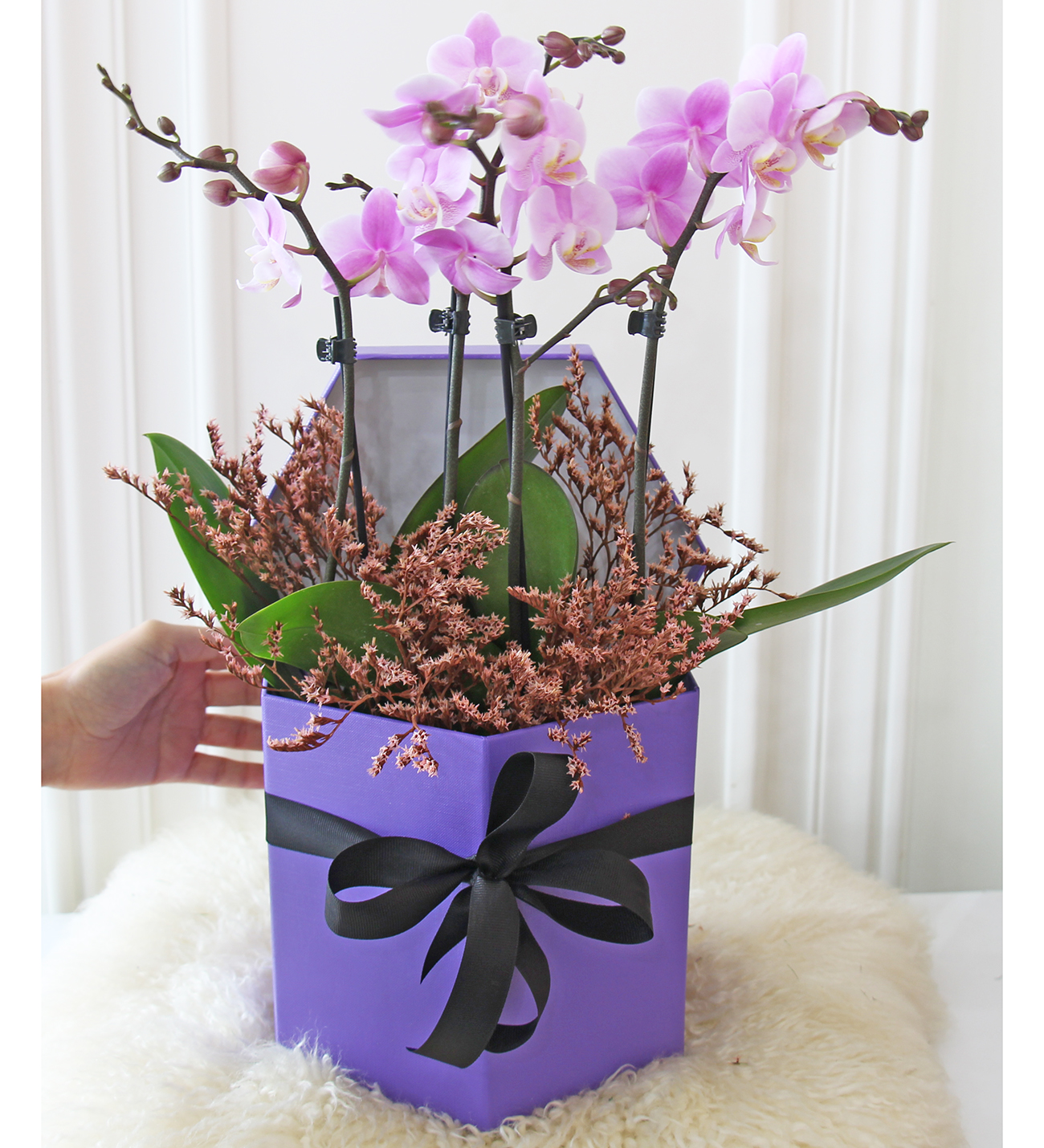 Mor kutu seri mor midi orkide