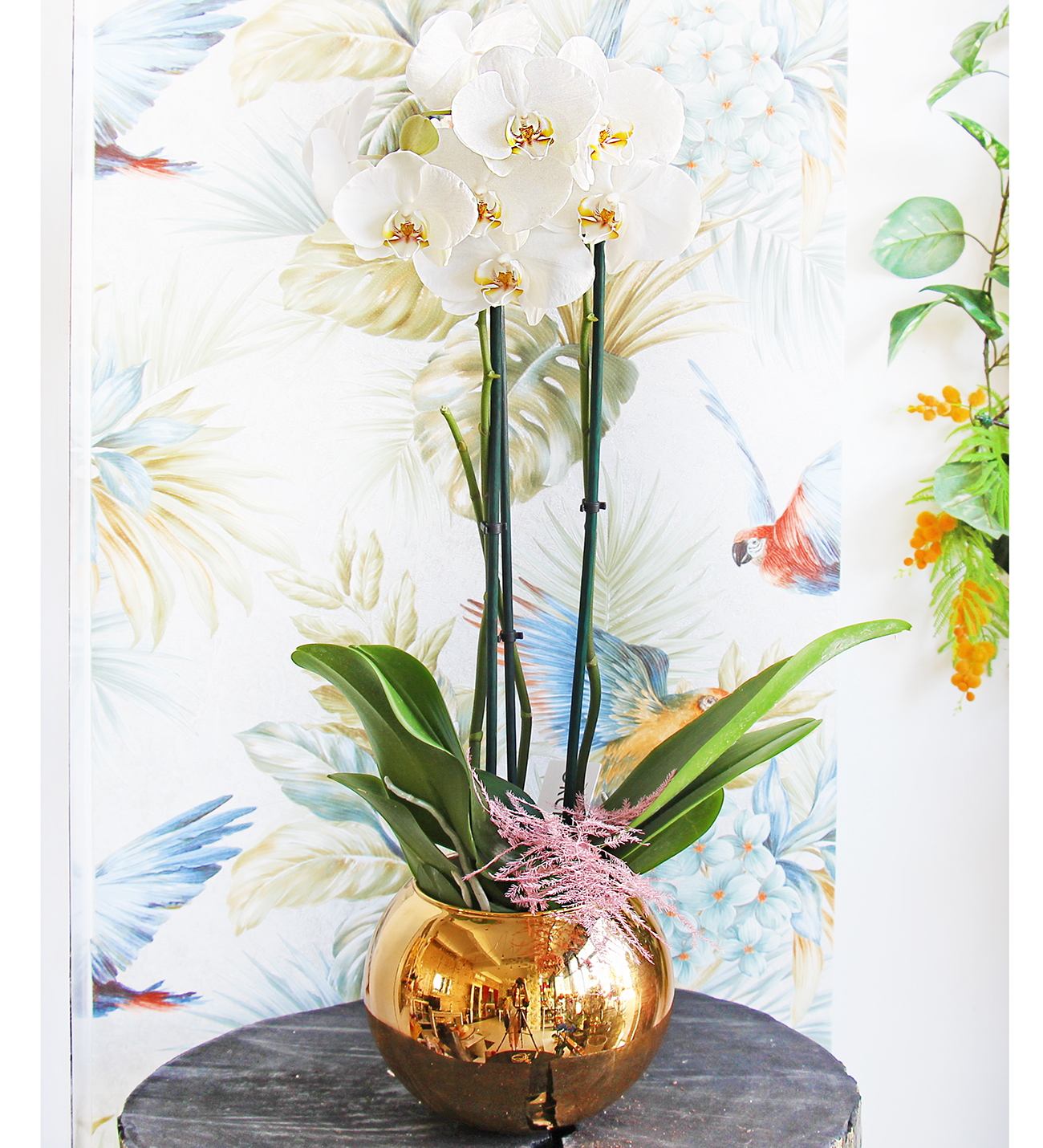 Altın seri beyaz orkidemiz