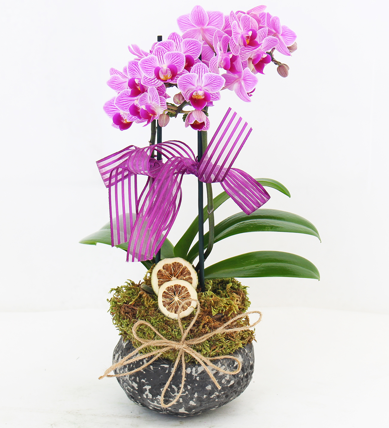 Midi mor orkide seramik saksı