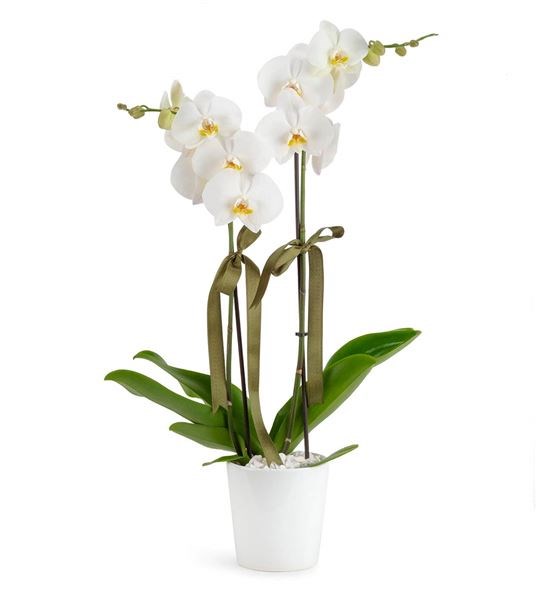 2 Dal Beyaz Orkide Zarafetin Simgesi