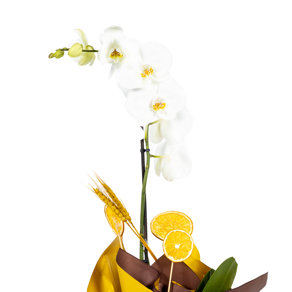 Beyaz Orkide Phalaenopsis Lemon