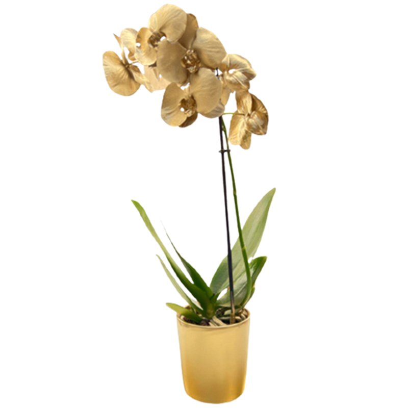 Altın Orkide Çiçeği Gold Seramik Saksılı