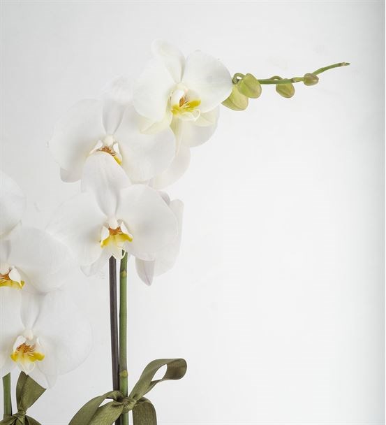 2 Dal Beyaz Orkide Zarafetin Simgesi