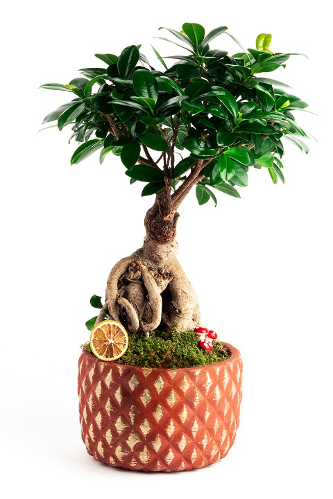 Ficus Bonsai Three