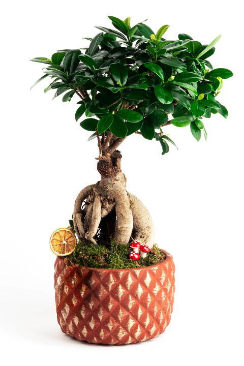 Ficus Bonsai Three