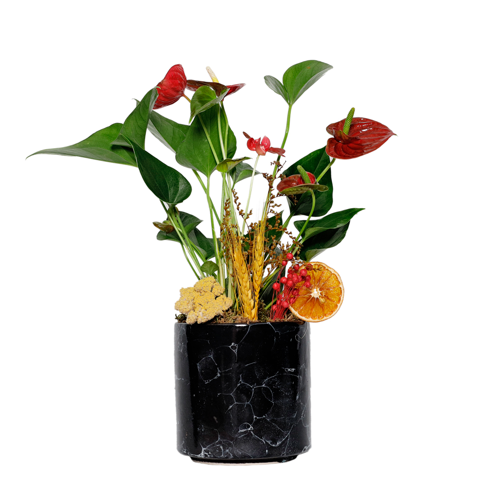 Siyah Seramik Saksılı Kırmızı Antoryum Çiçeği