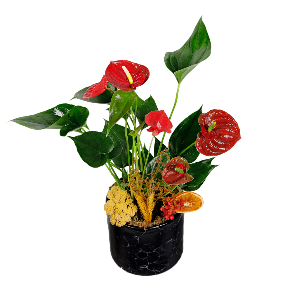 Siyah Seramik Saksılı Kırmızı Antoryum Çiçeği
