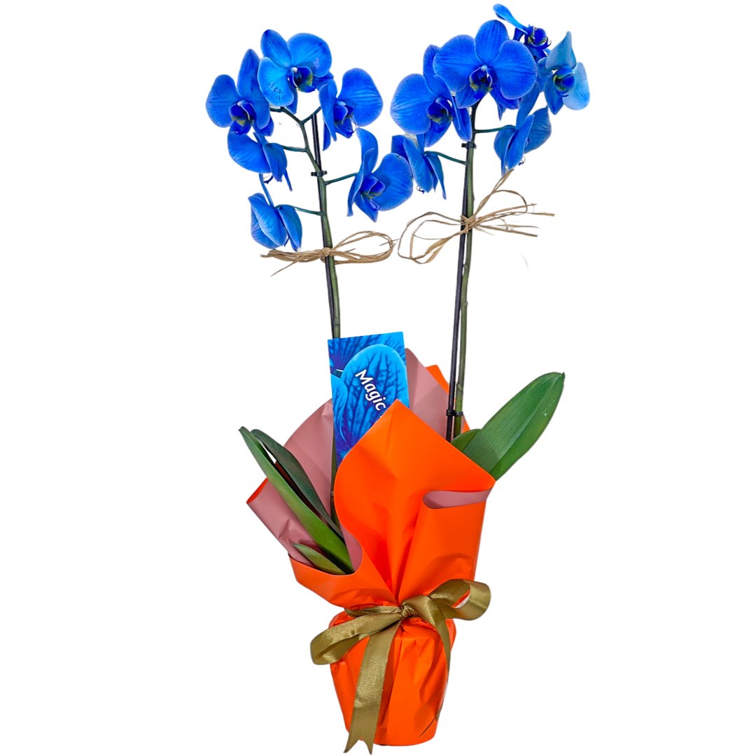 2 Dal Mavi Orkide Zarafetin Simgesi