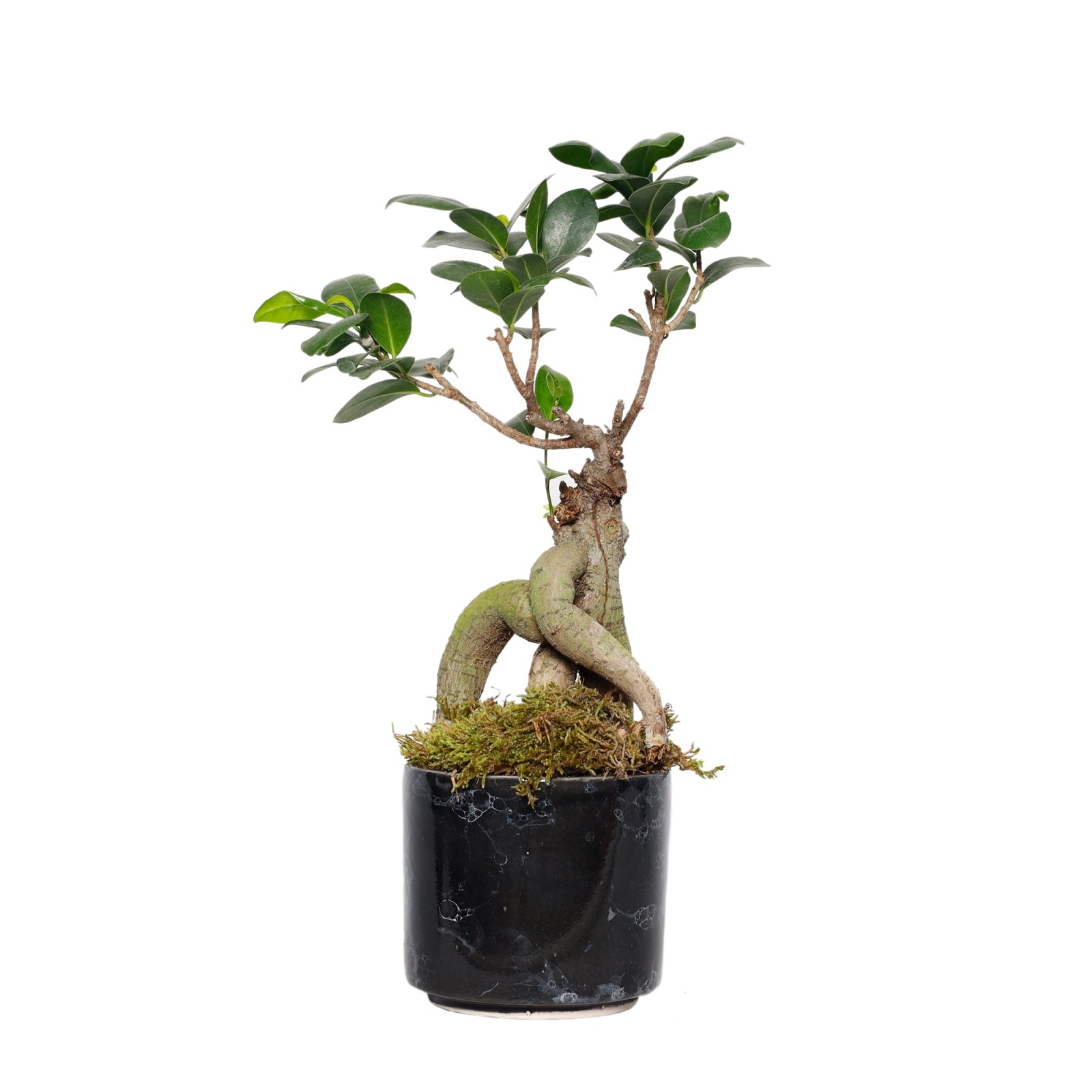 Seramik Saksılı Bonsai Ağacı