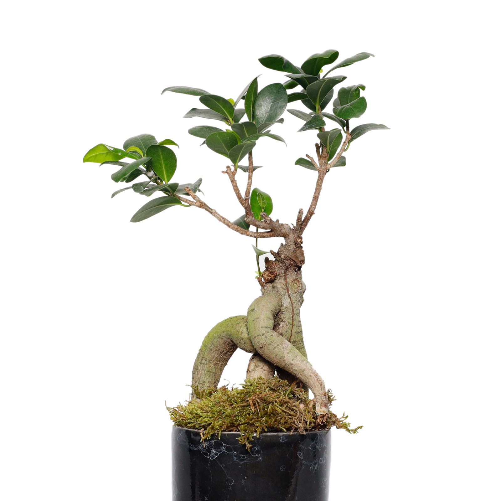 Seramik Saksılı Bonsai Ağacı