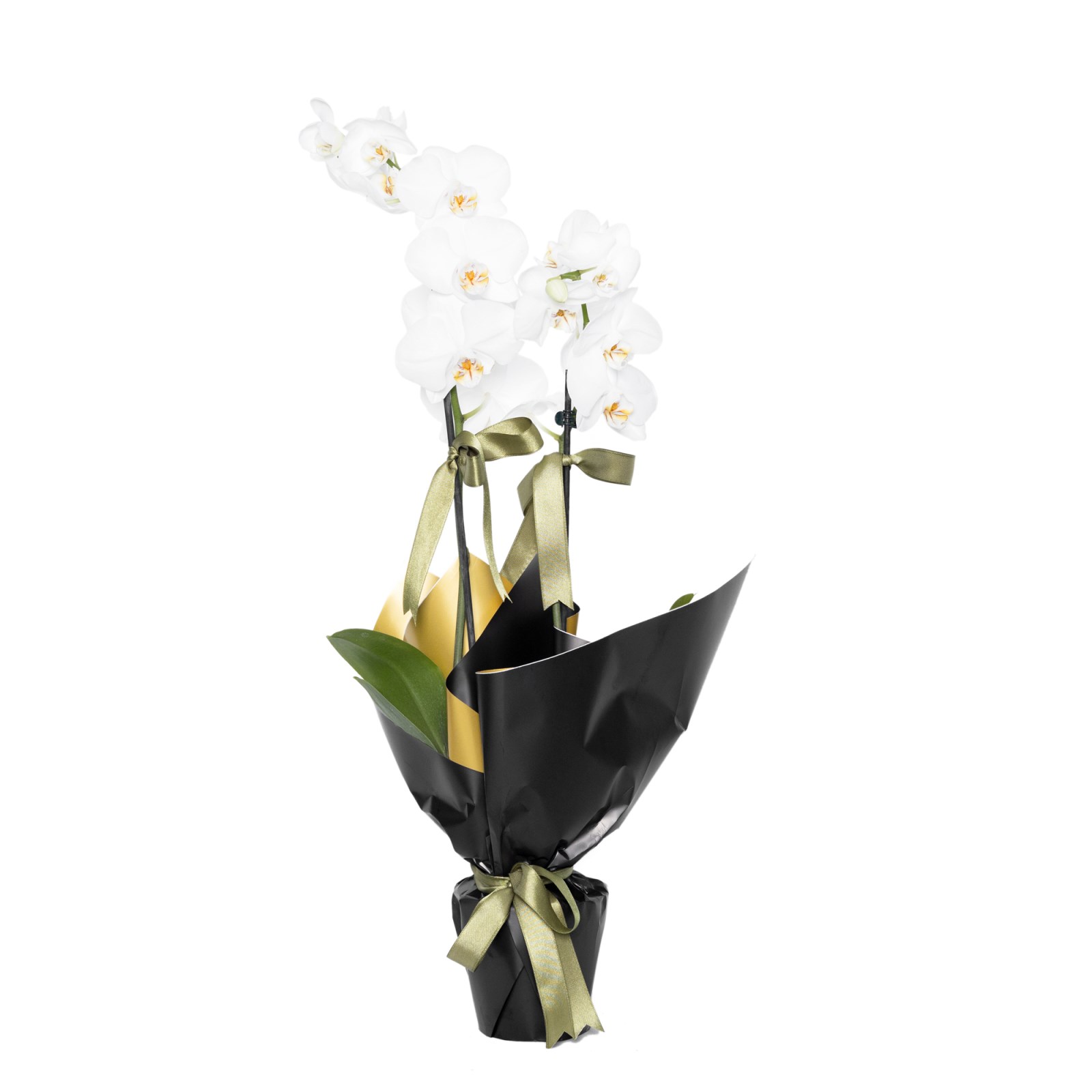 Black Uzun Çift Dal Beyaz Orkide