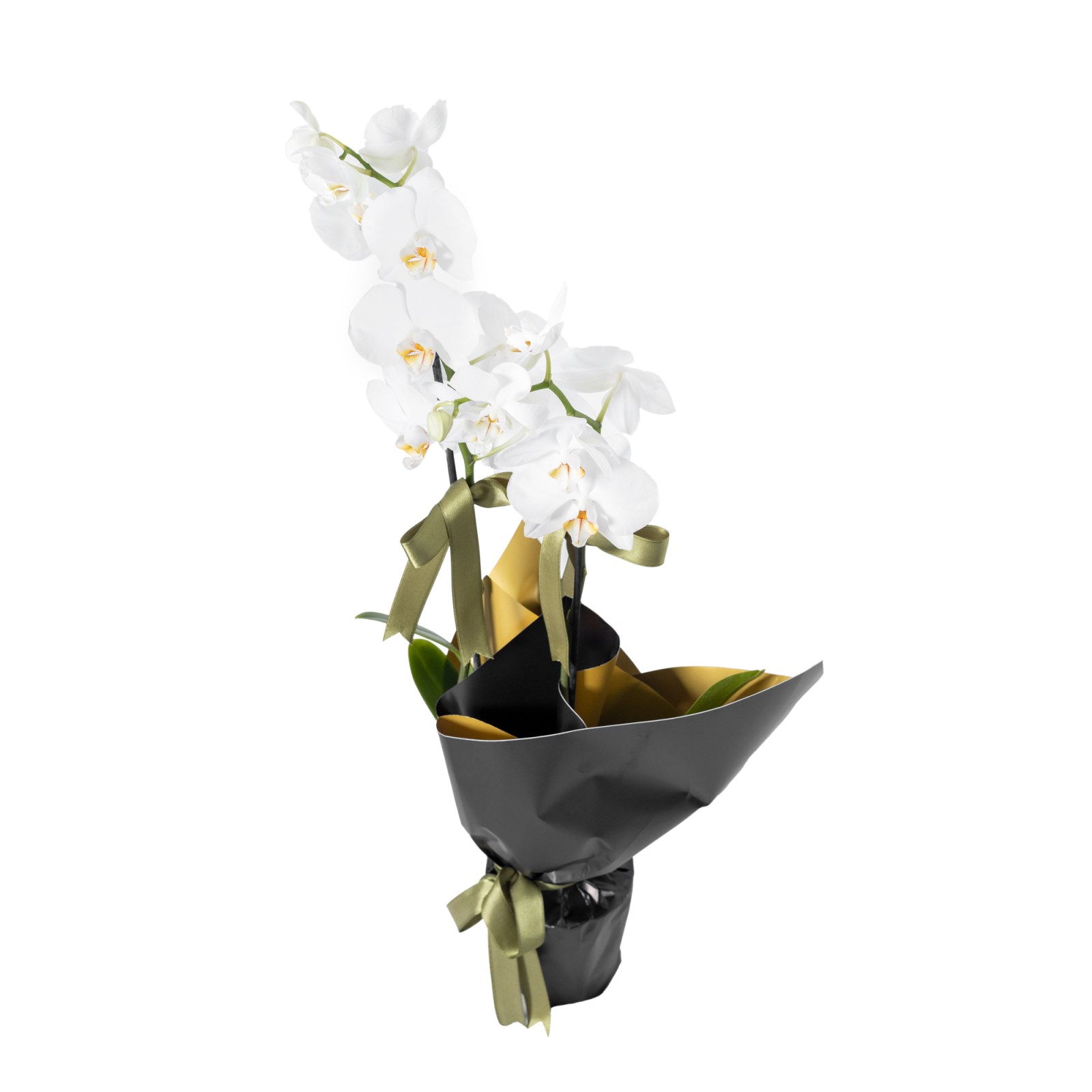 Black Uzun Çift Dal Beyaz Orkide