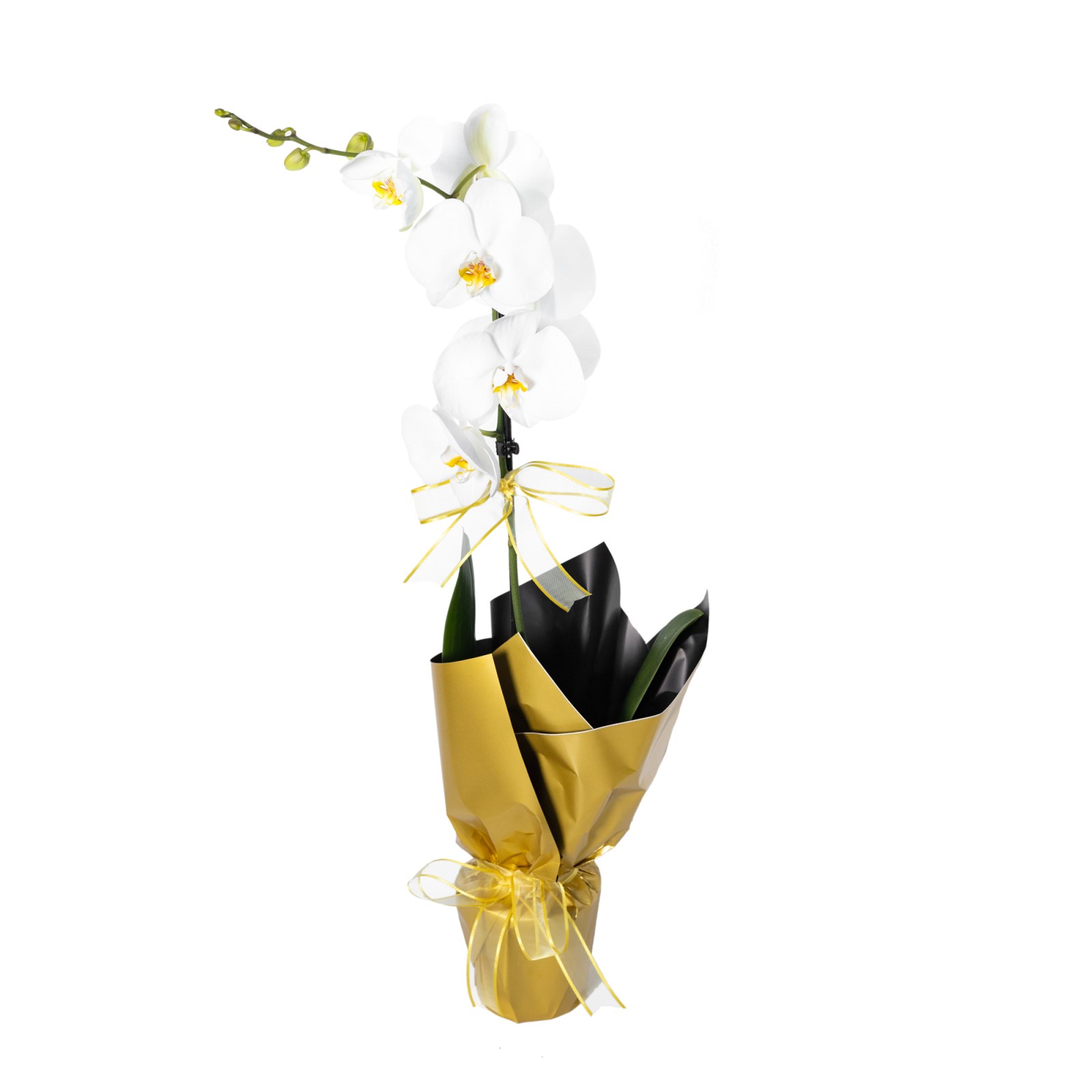 Big Yellw Tek Dal Beyaz Orkide Çiçeği
