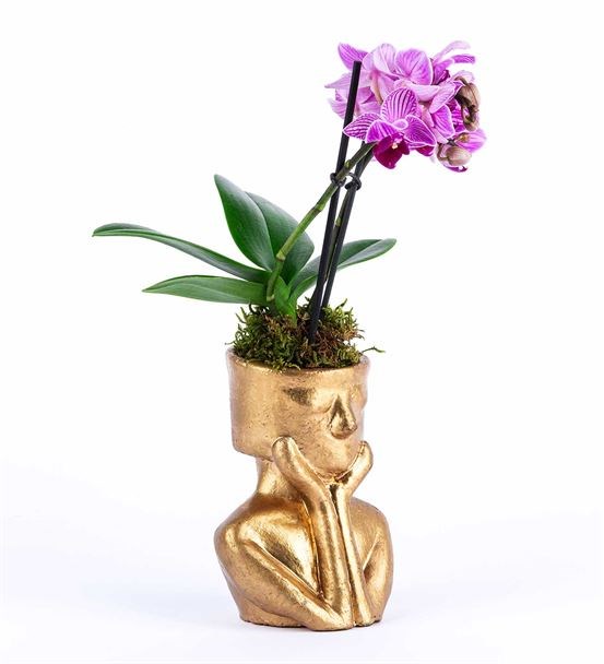 Tink Serisi Gold Saksıda 2 Dal Mini Mor Orkide