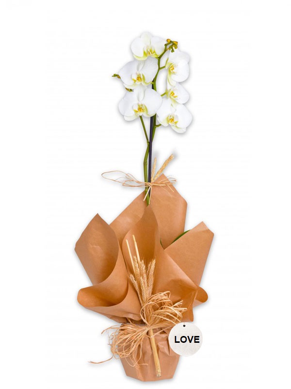 Organic Orkide Hediye Paketi