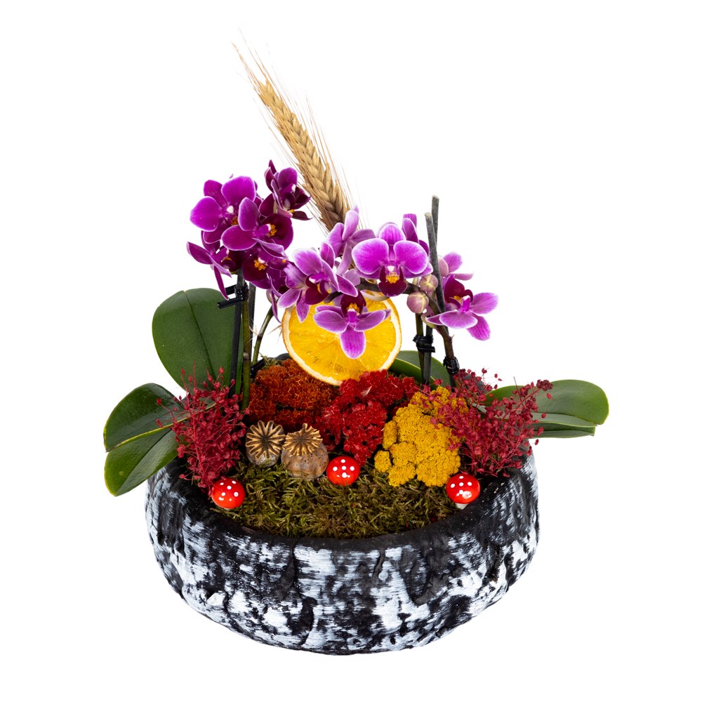 Dekoratif Saksıda 4 Dal Mini Orkide
