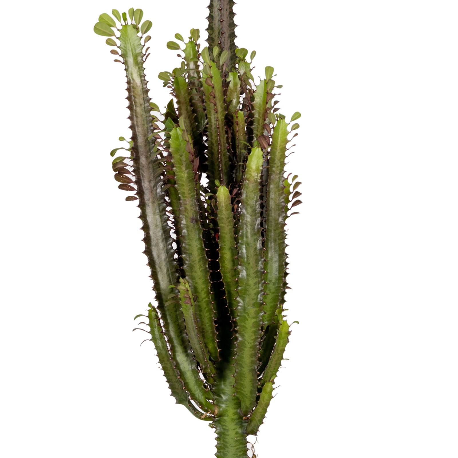 Euphorbia Trigona Kristal Saksılı