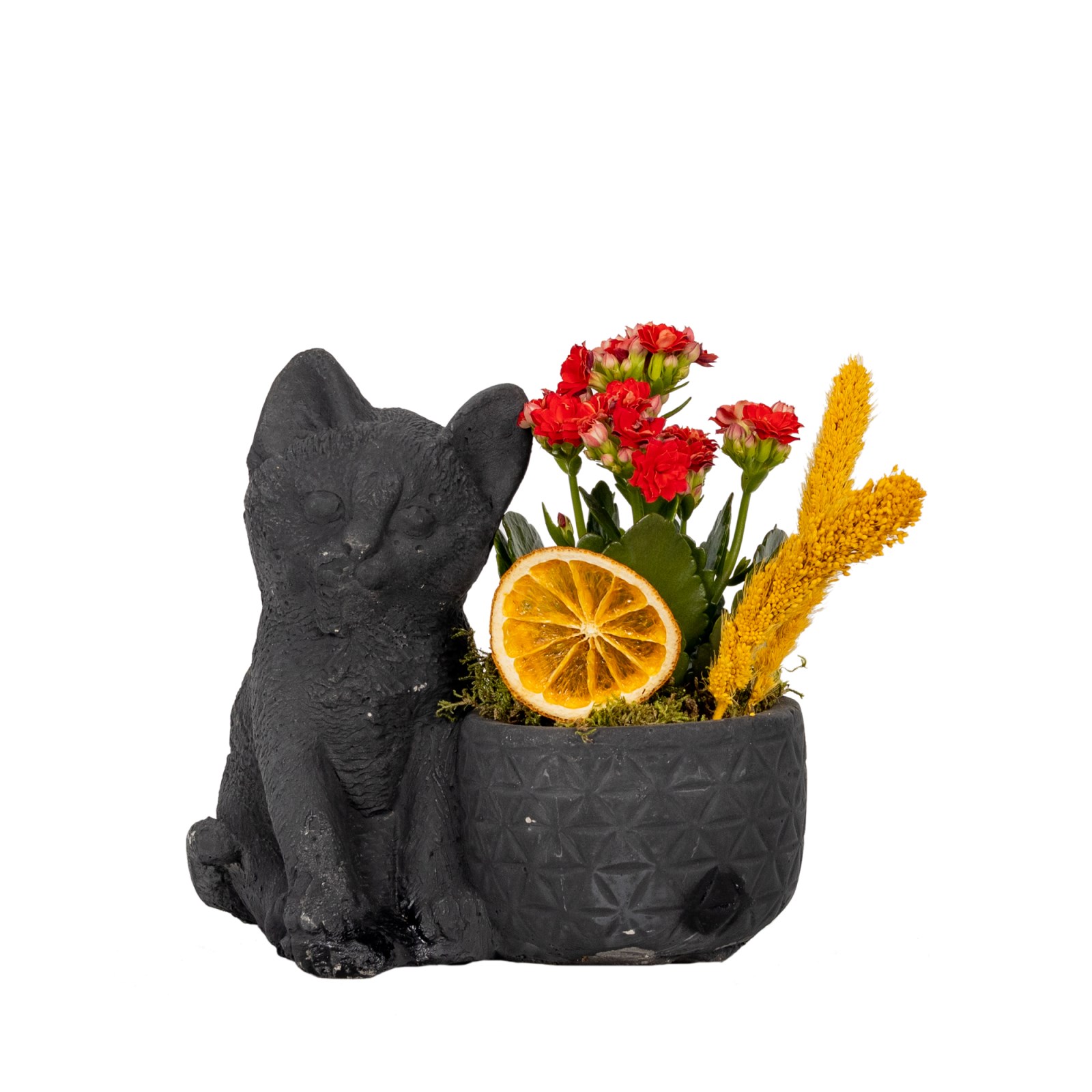 Kara Kedi Kırmızı Çiçekli Kalanşo