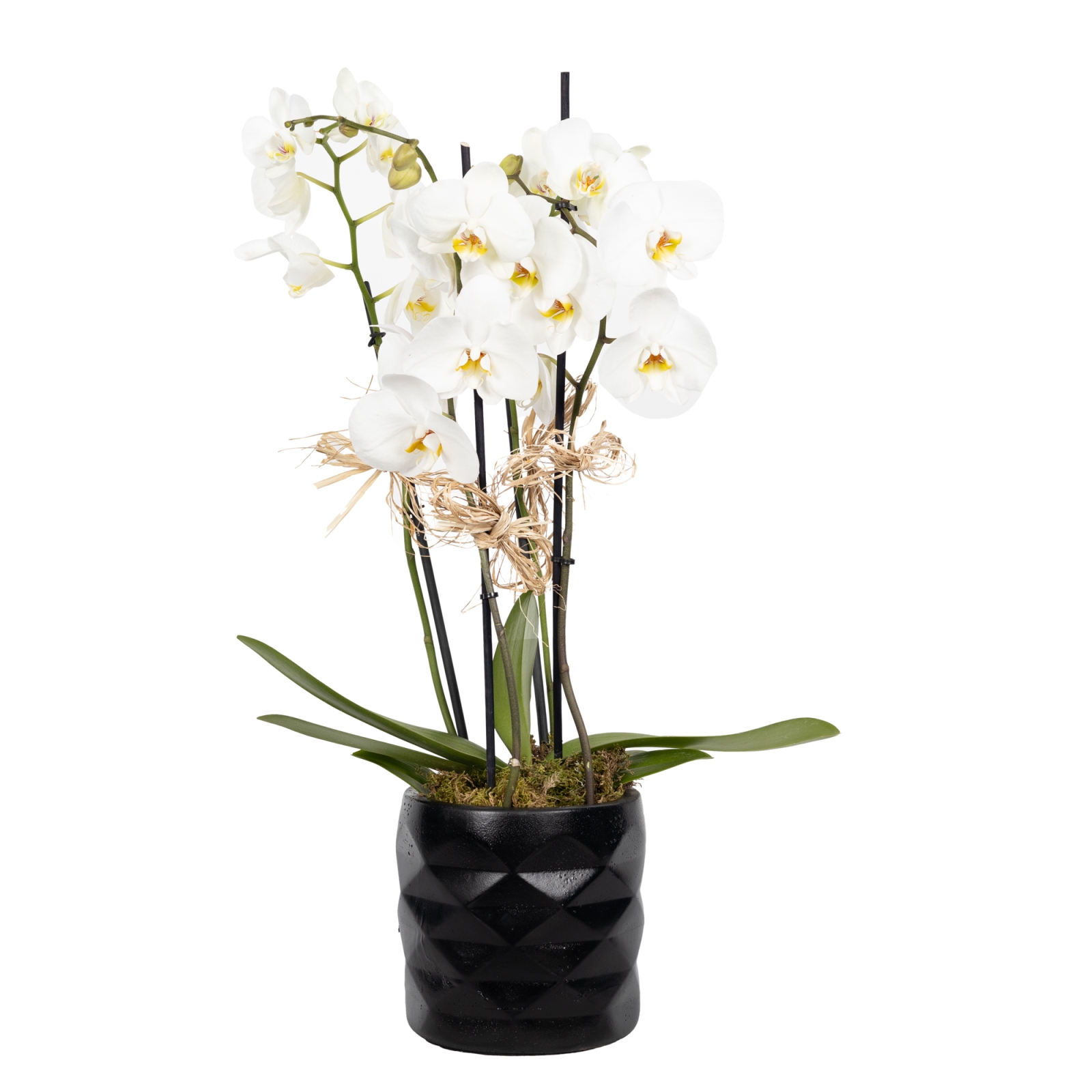 4 Dal Siyah Vazoda Orkide Çiçeği