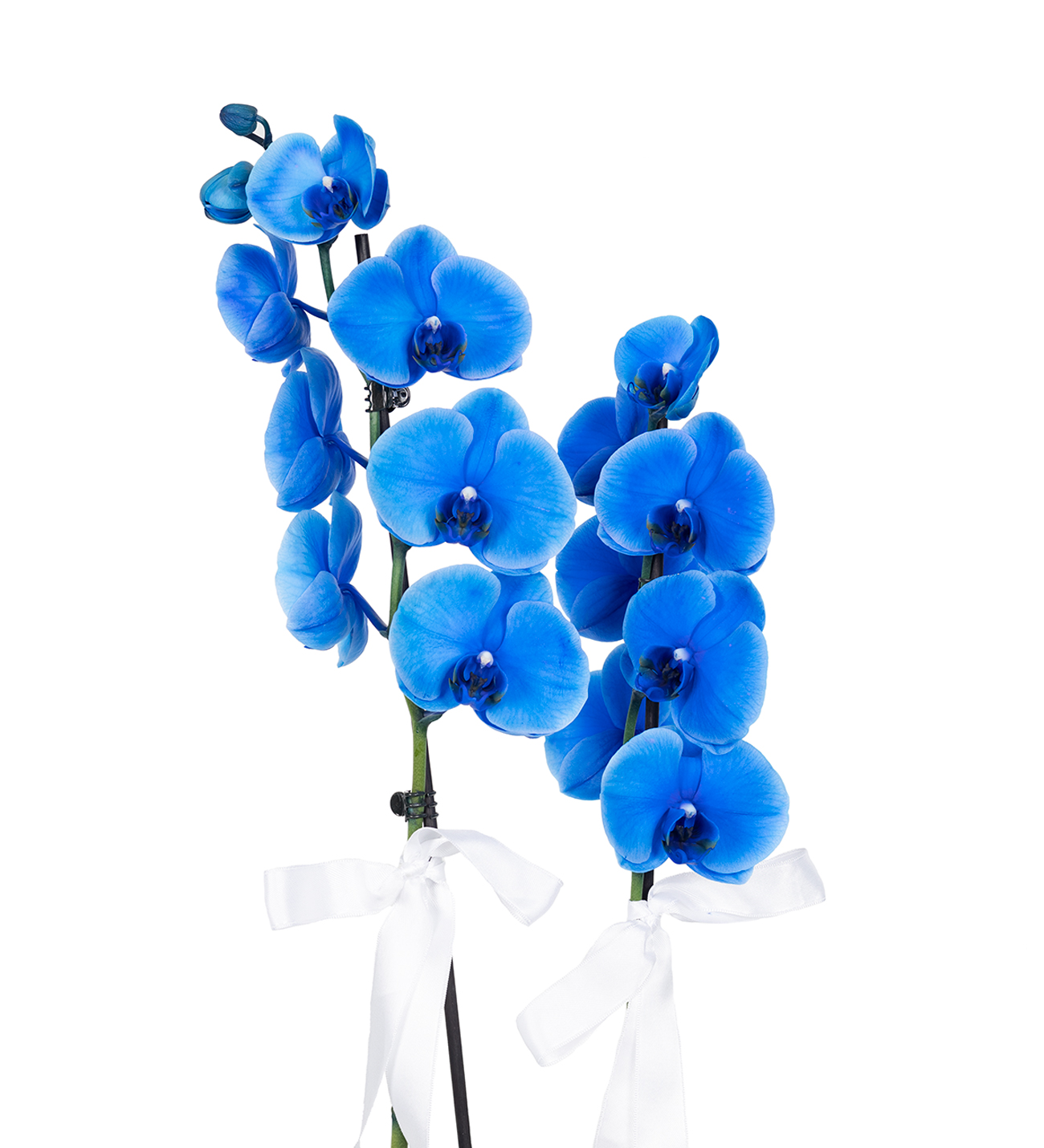 2 Dal Mavi Orkide Seramik Saksılı