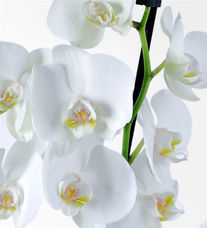 Two-Stemmed White Orchid