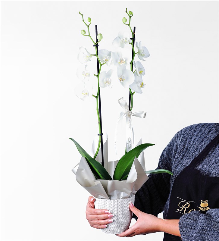Two-Stemmed White Orchid