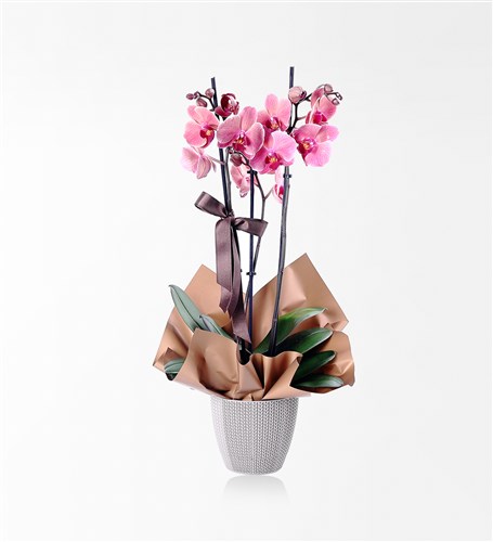 2-Stemmed Cappuccino Orchid
