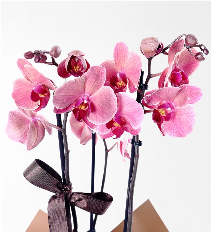 2-Stemmed Cappuccino Orchid
