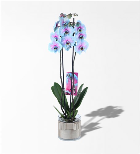 Wonder Pembe Mavi 2 Dallı Orkide