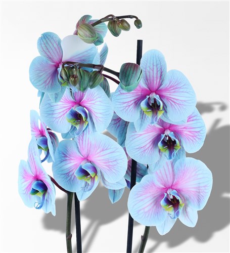 Wonder Pembe Mavi 2 Dallı Orkide - 2