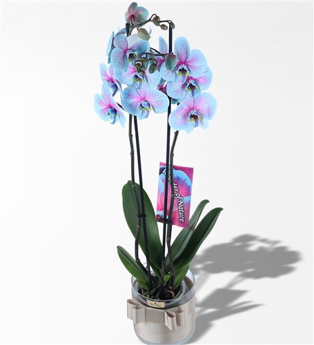 Wonder Pembe Mavi 2 Dallı Orkide - 3