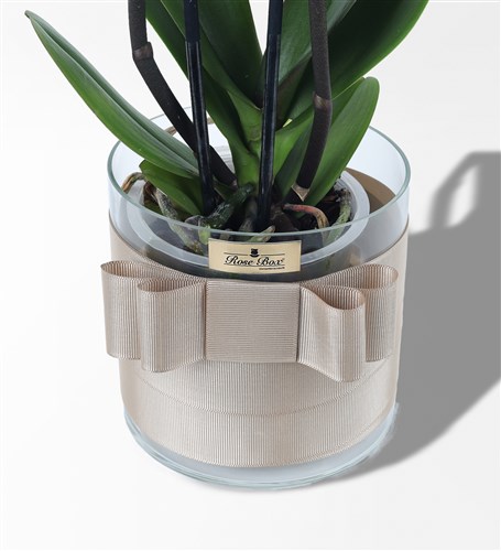 Wonder Pembe Mavi 2 Dallı Orkide - 4