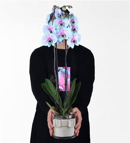 Wonder Pembe Mavi 2 Dallı Orkide - 5