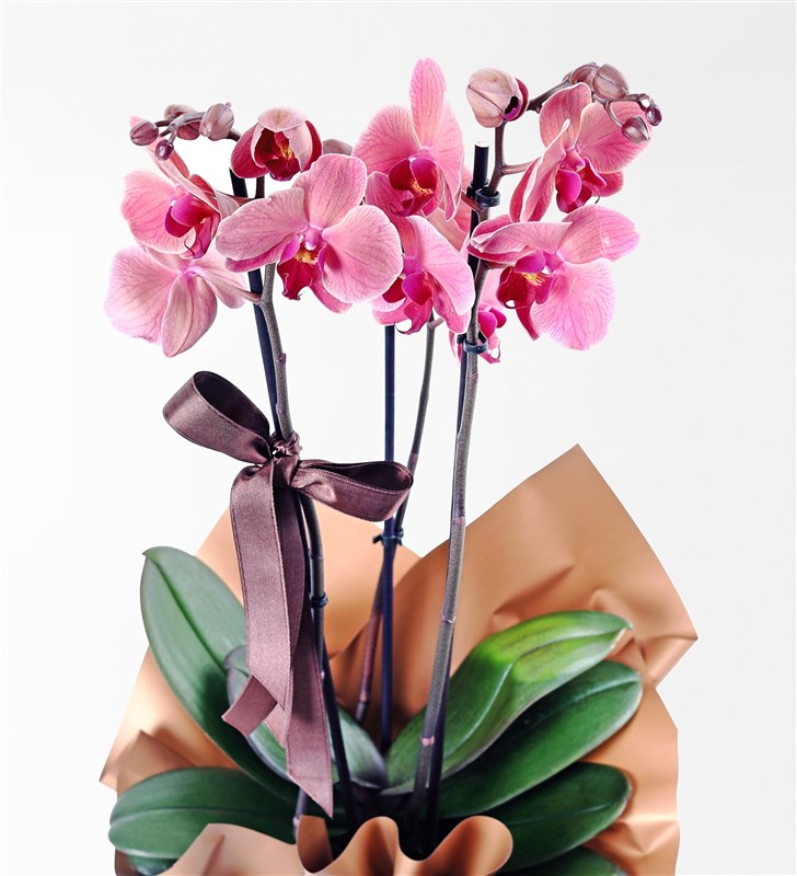 2-Stemmed Cappuccino Orchid