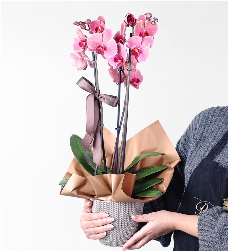 2-Stemmed Cappuccino Orchid