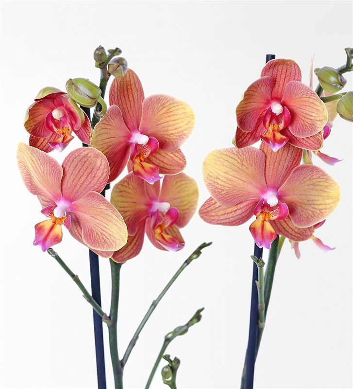 2-Stem Caramel Orchid