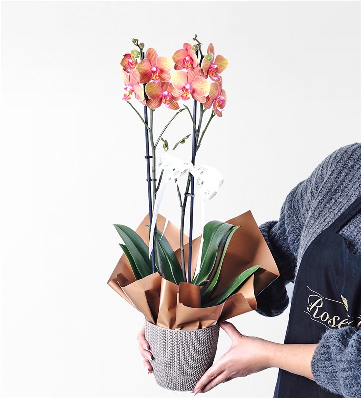 2-Stem Caramel Orchid