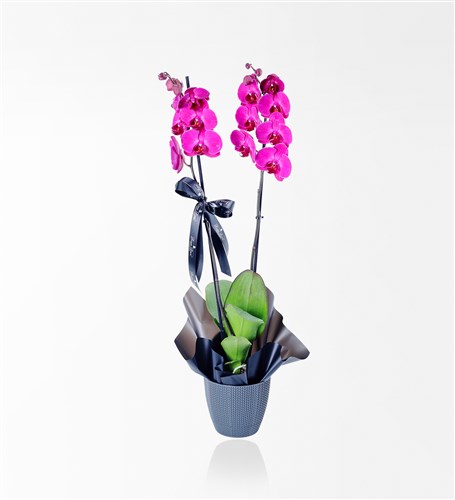 2-Stemmed Purple Orchid