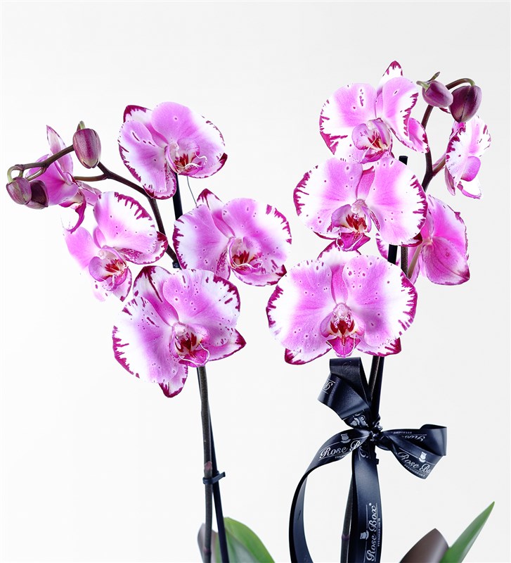 Two-Stemmed Pink Orchid