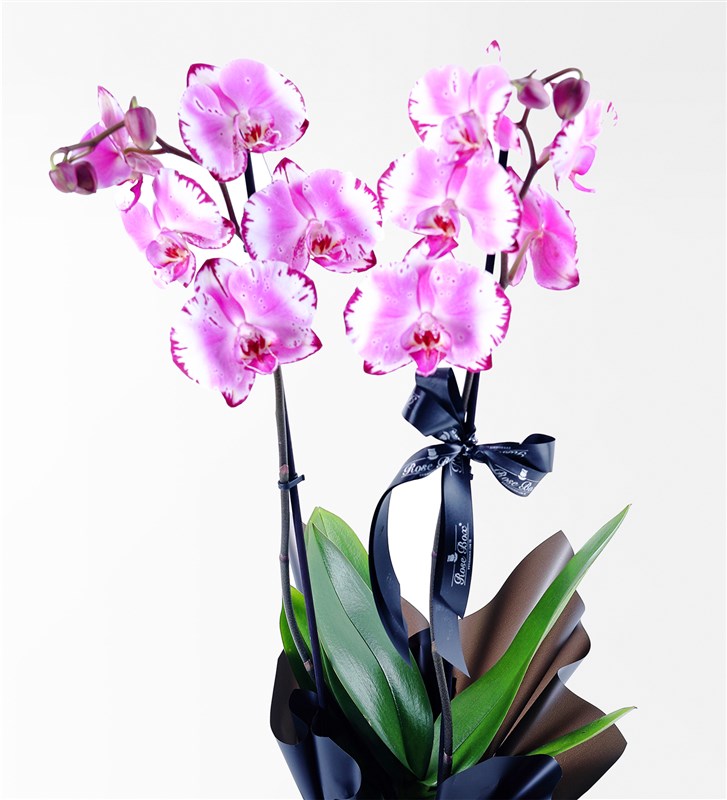 Two-Stemmed Pink Orchid