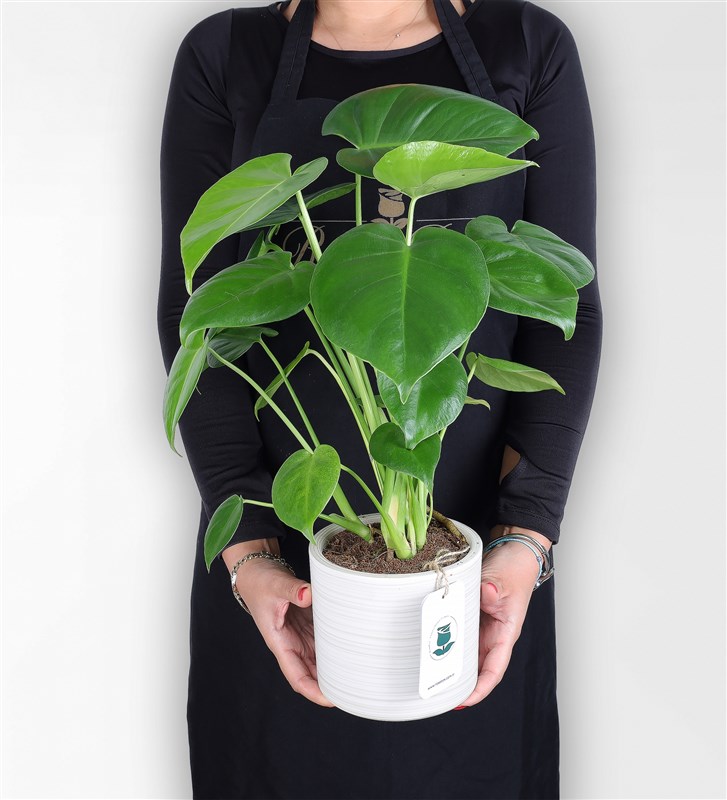 Monstera - Camel's Foot