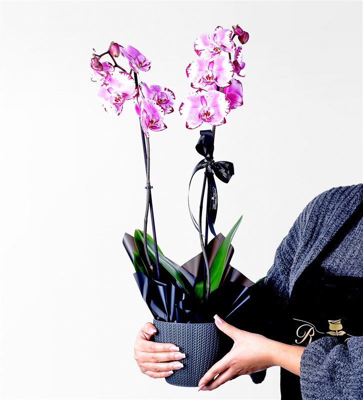 Two-Stemmed Pink Orchid