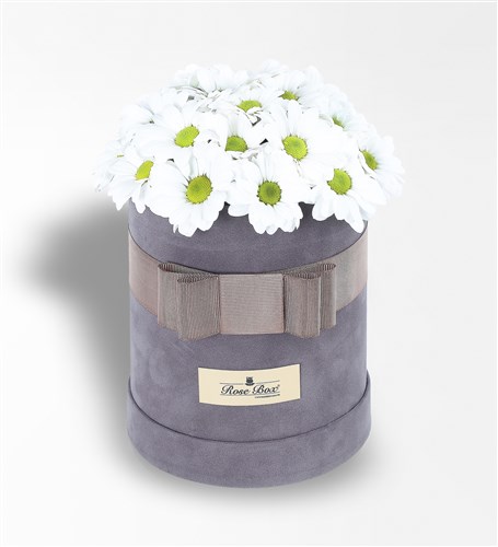 White Daisies in a Round Grey Velvet Box