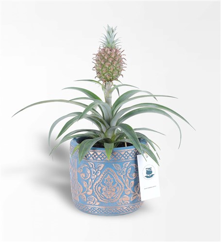 Pineapple Amigo 2