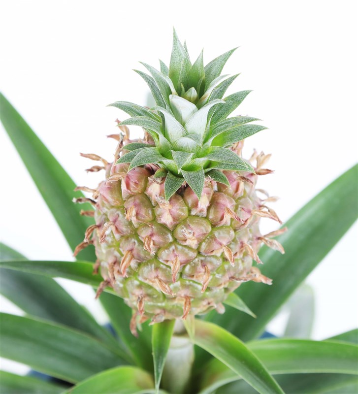 Pineapple Amigo 2