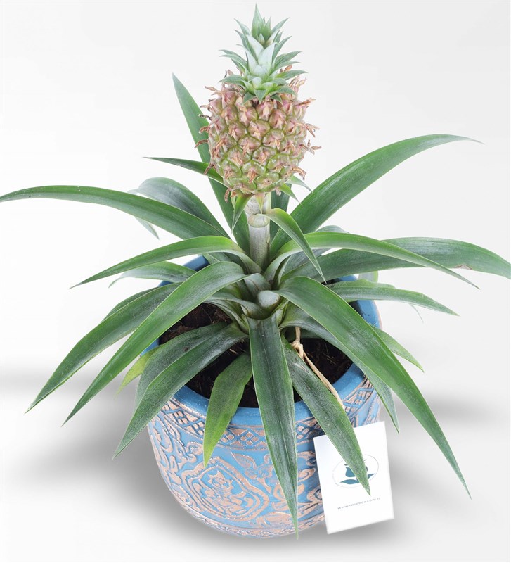 Pineapple Amigo 2