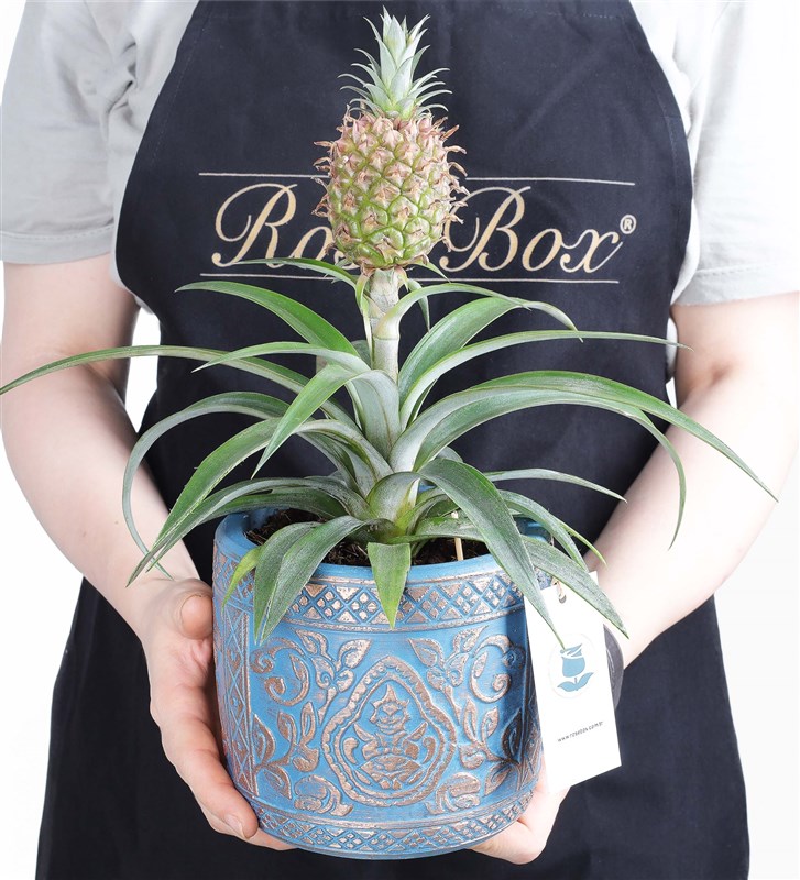 Pineapple Amigo 2